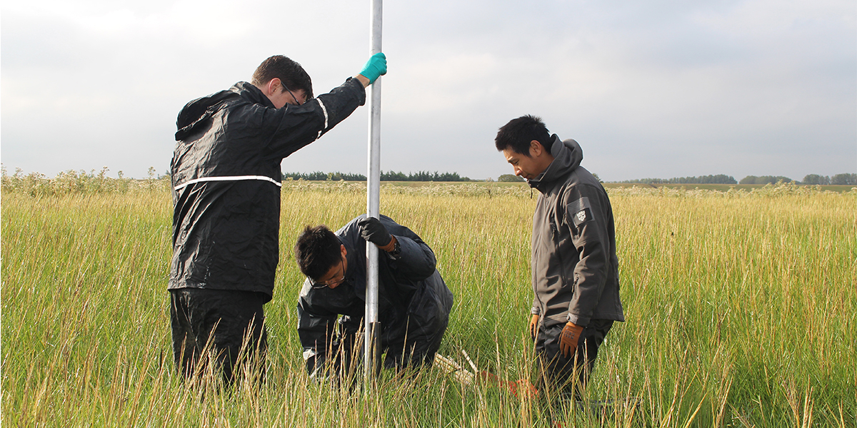 Researchers Vincent Vuik, Zhenchang Zhuand and NIOZ student Yifei Gu are installing cameras in the field to observe the response of the vegetation to wave forcing. Photo: Vincent Vuik