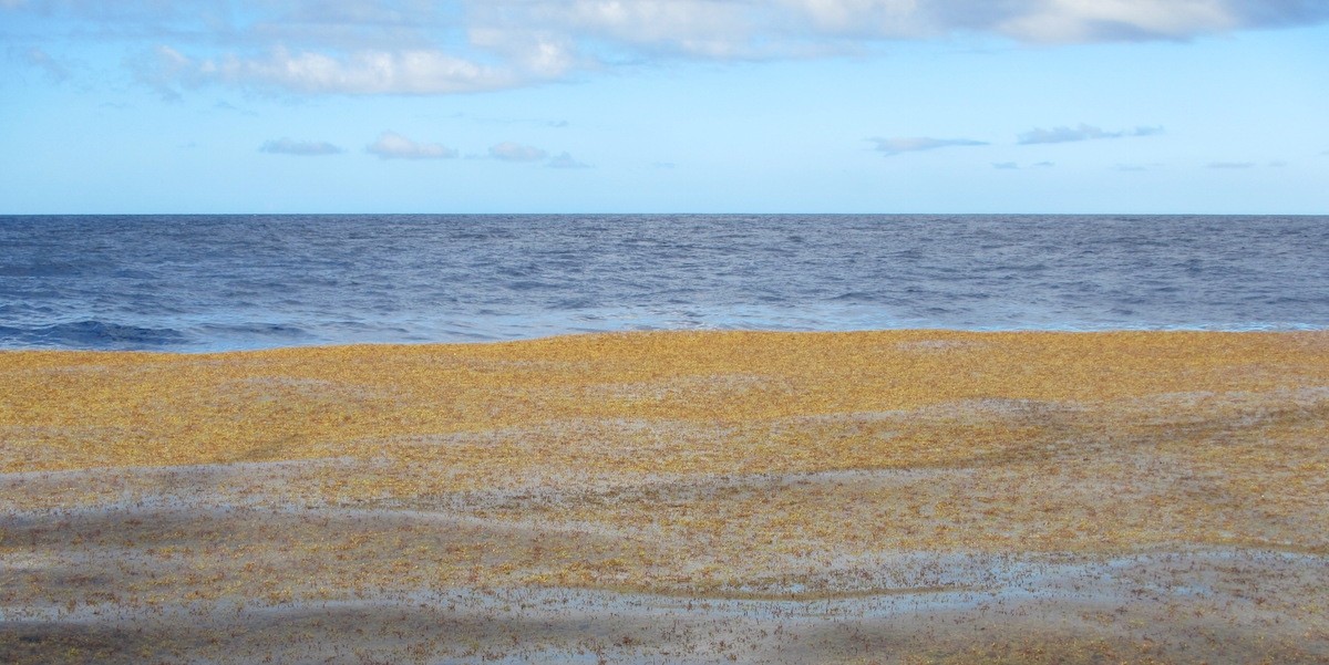 Holopelagic Sargassum is now a common feature of Caribbean coastlines including those of the Netherlands Antilles.