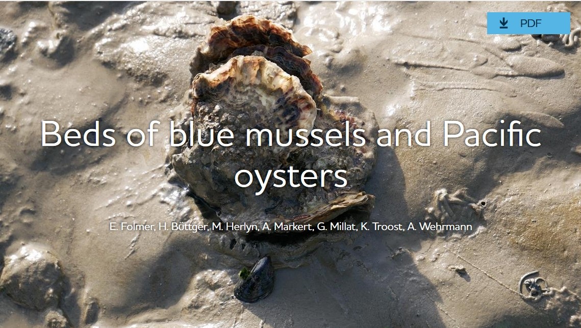  Photo: CWSS/Bostelmann. Pacific oysters and blue mussel.