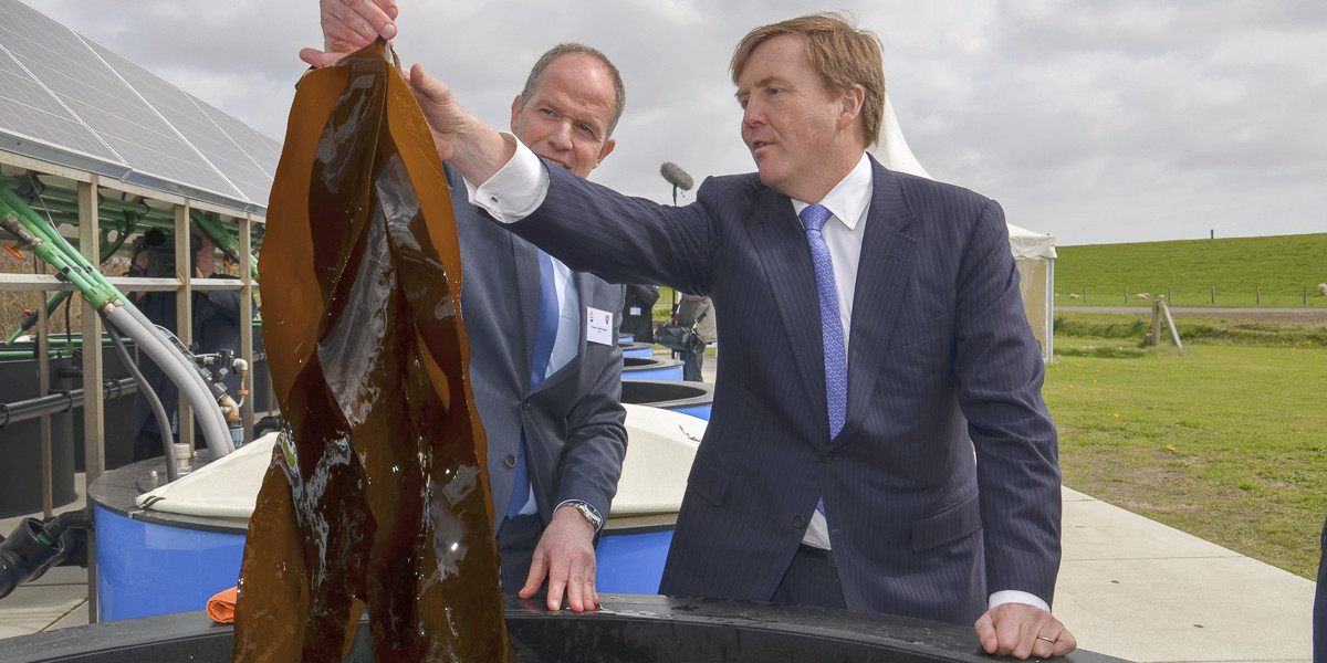King Willem inspecting seaweed.