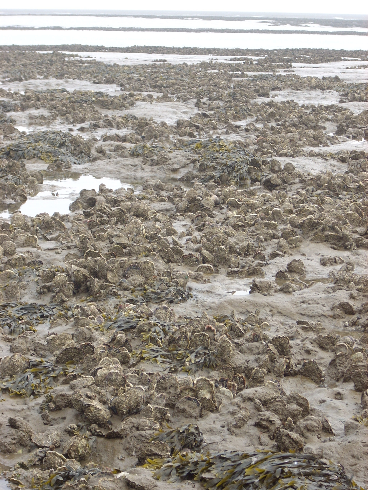 Section of a large oyster bed in the Wadden Sea