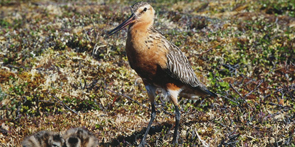 Godwit with her chicks.