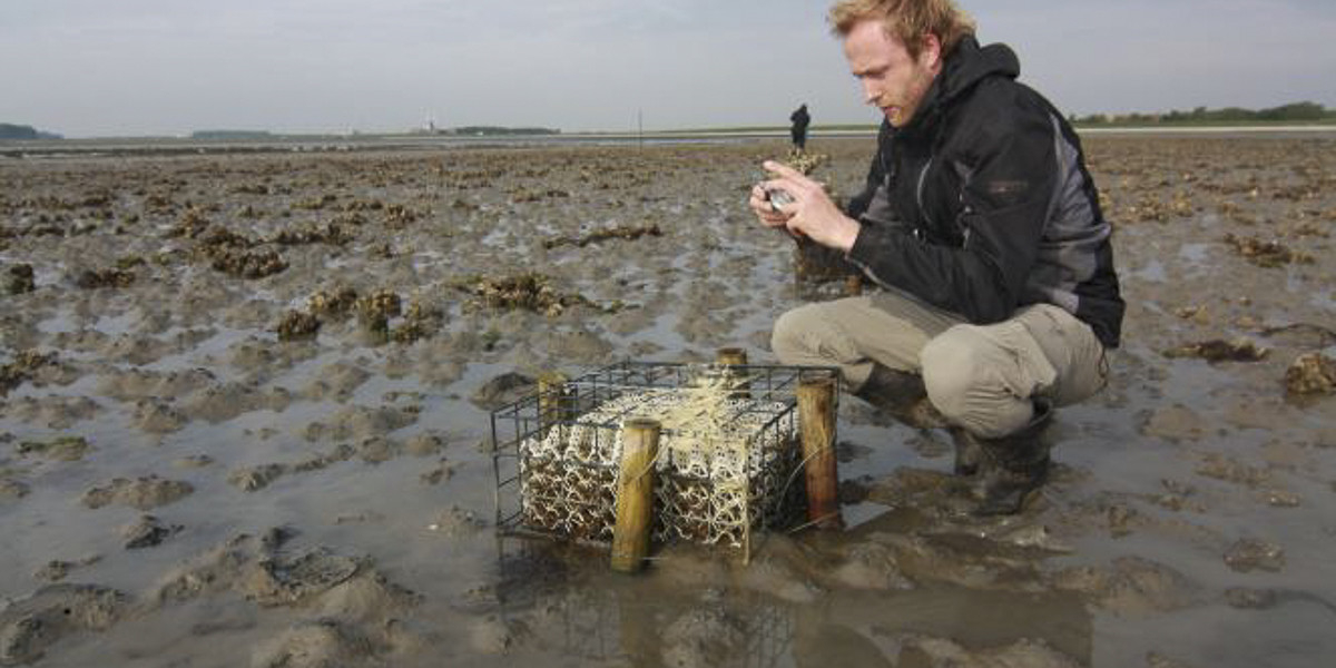 Testing degradable matrix to trap mussel seeds, in Oosterschelde.