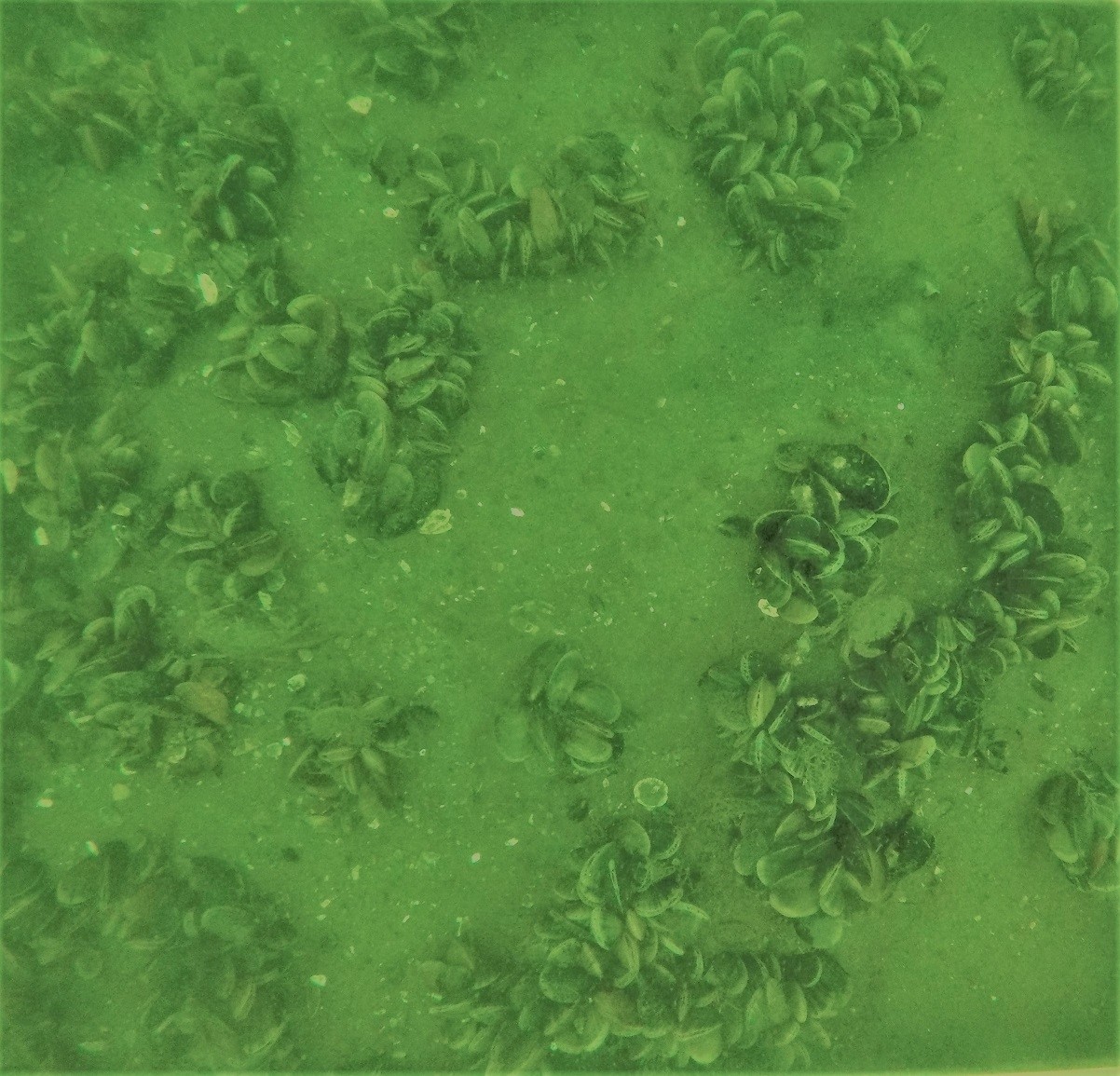 Example of mussels patterning on subtidal mussel culture plot