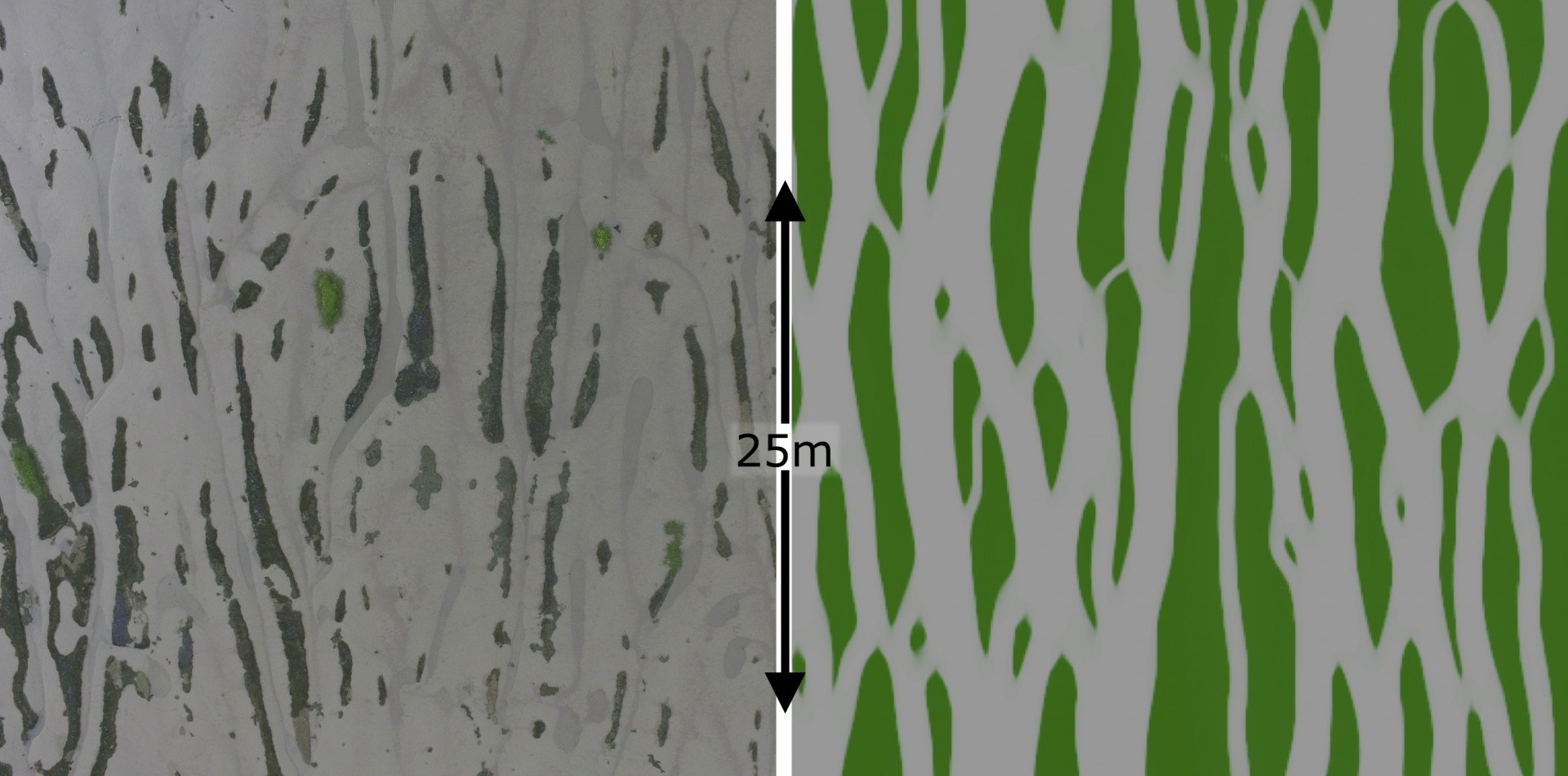 Algae create self-organised bedforms on tidal flats, enhancing drainage. Bedforms observed with a drone (left) and simulated in a numerical model (right).