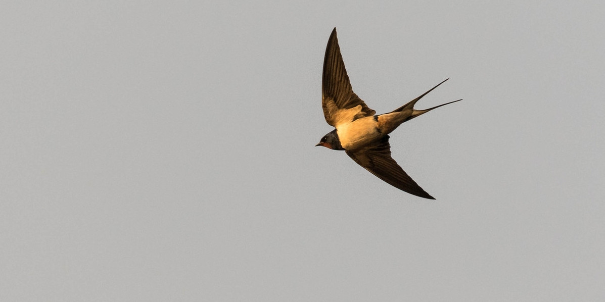A barn swallow with a datalogger (photo © Markus Craig)