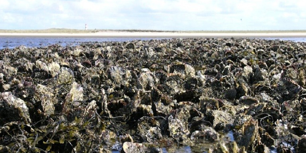 Close up of an oyster reef