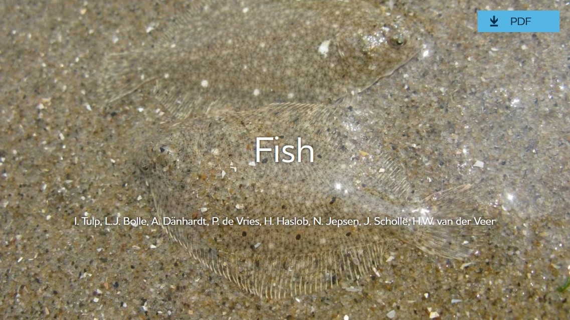 Photo: Robbert Jak/IMARES. Two young plaice hiding on top of the sediment. 