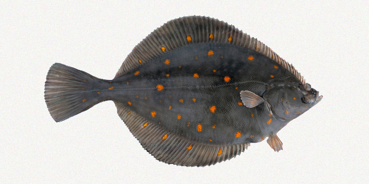In February the larvea of the plaice move to the shallow, rich sea bed of the Wadden Sea.
