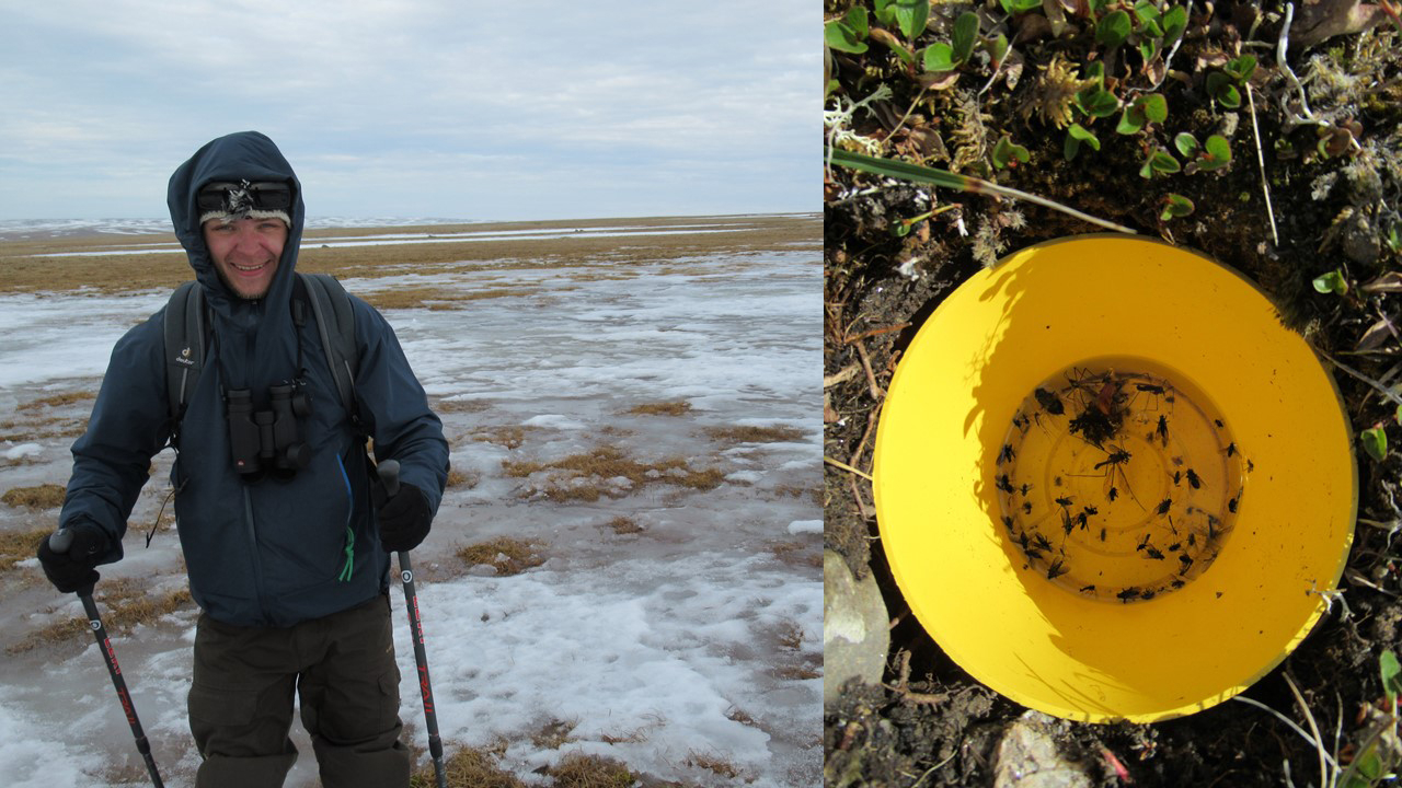 17 June 2019 Misha making a round trip to set his pitfalls to measure arthropod abundance.