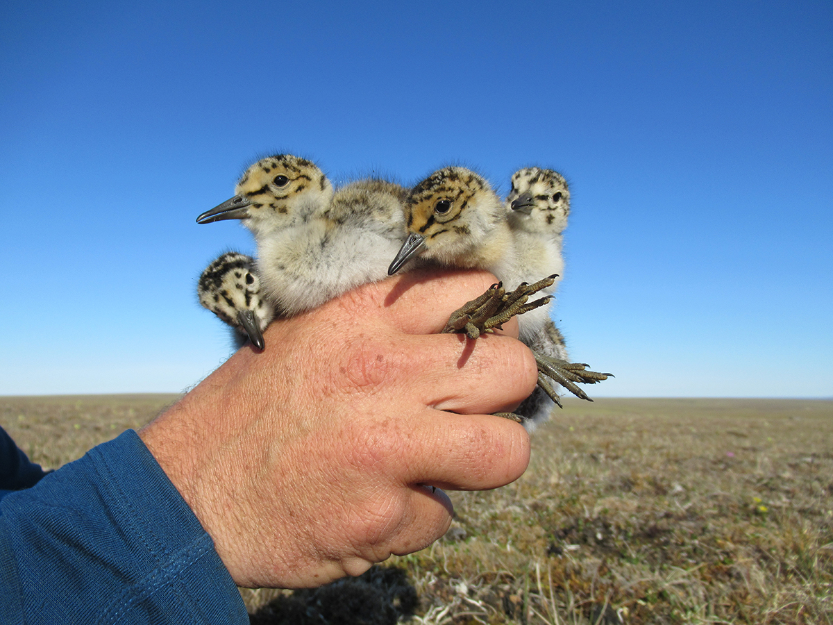 July 2019 Nevertheless, once the chicks are hatching in July we find and catch many broods (20 in total).