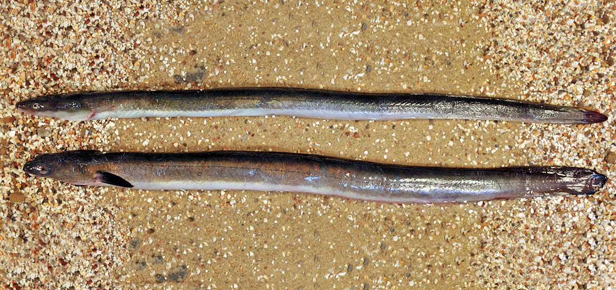 Yellow (top) and silver eel caught inshore on the Suffolk coast. Photo: Peter A. Henderson