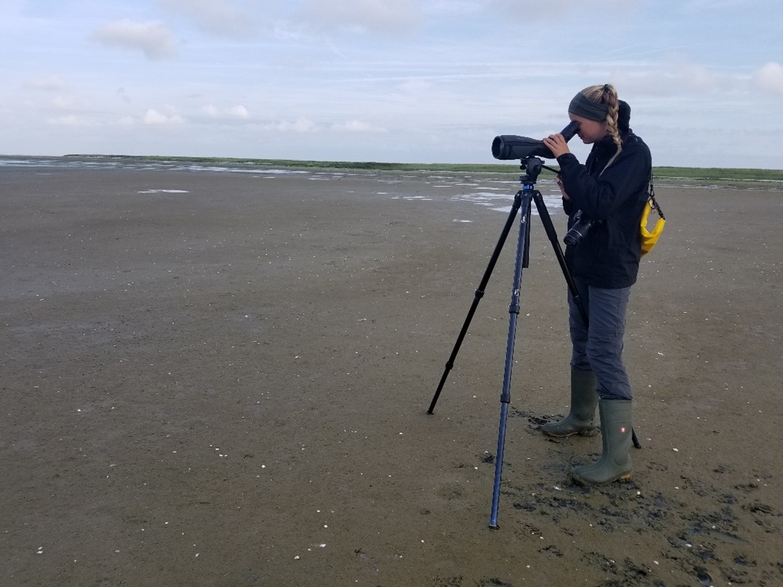 Evy Gobbens observeert steltlopers op het wad. Foto: Christine Beardsworth