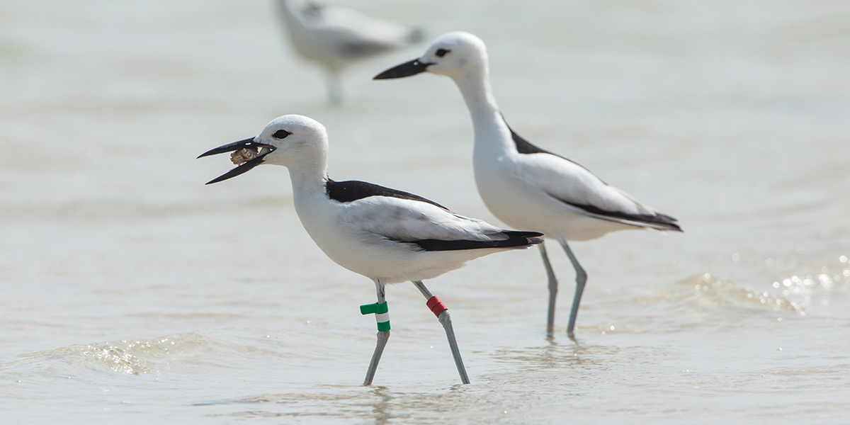 Crab plovers at Barr Al Hikman, Oman. Photo: Jan van de Kam