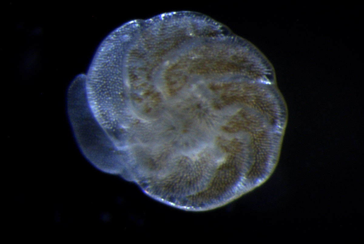 Foram baby of 07/10 at 21 degrees Celcius (Amphistegina lessonii)