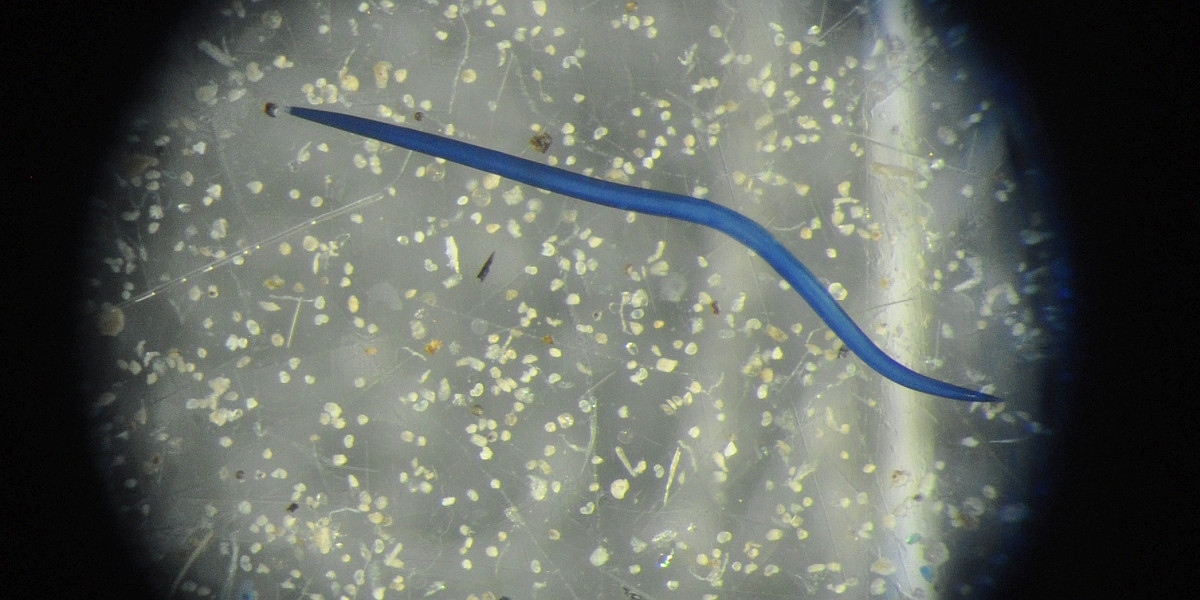 Nematode under the light microscope stained with Trypan Blue. This staining can be used to differentiate dead (blue) nematodes from living (transparent) nematodes. Photo Lisa Mevenkamp