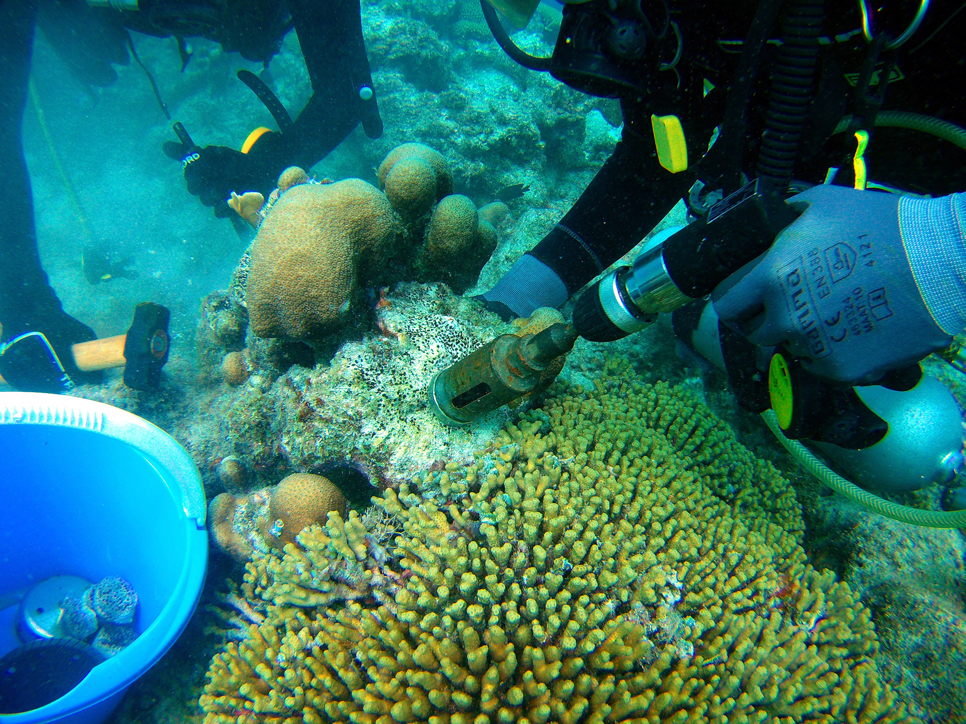 Scientists collecting bioeroding sponges using a pneumatic drill. Photo: Alice Webb.