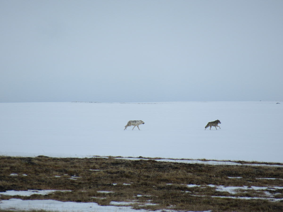 12 June 2019 A pair of wolves crosses our study area. We will spot them a few more times in the days to come.