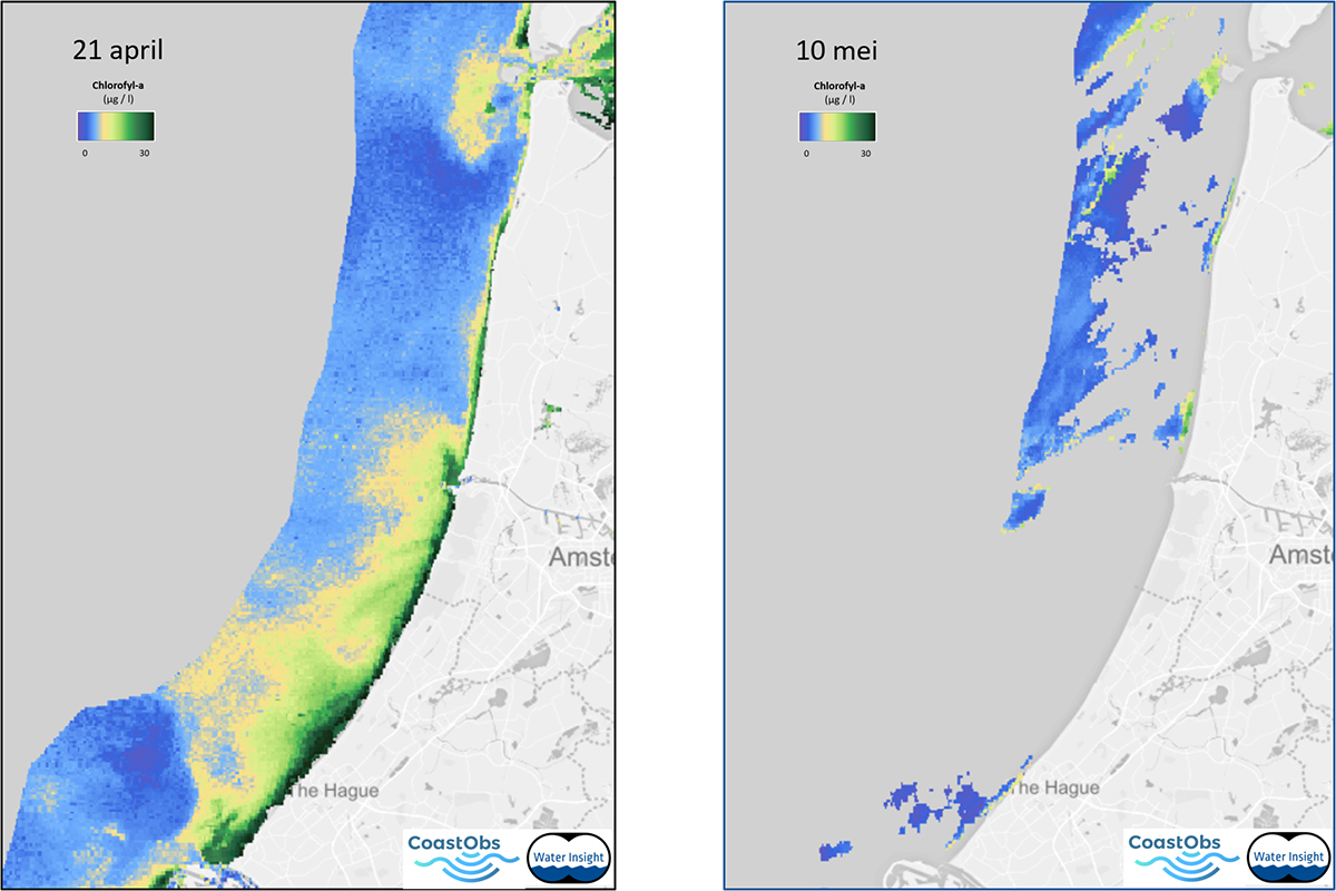 Berekende concentraties van mariene algen langs de Hollandse kust van 21 april 2020 (links) en 10 mei 2020 (rechts) op basis van satellietbeelden (Sentinel-3 OLCI). Copyright: Water Insight BV, Wageningen