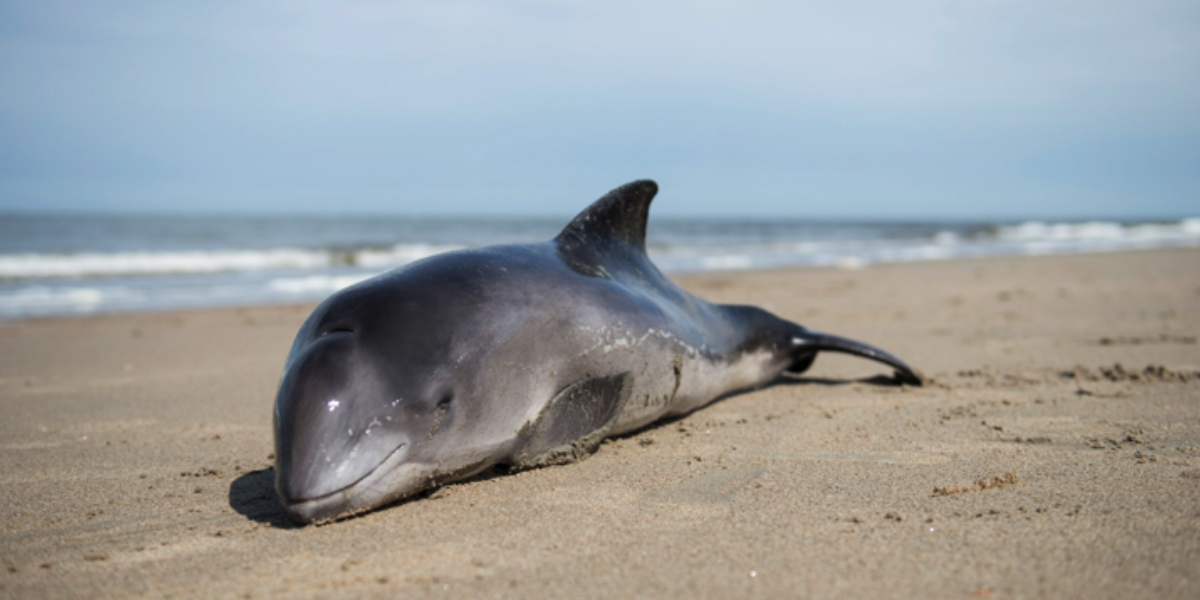 Harbour porpoise strandings in Europe have occurred predominately on Dutch beaches for reasons unknown. Photo: Faculty of Veterinary Medicine, Utrecht University