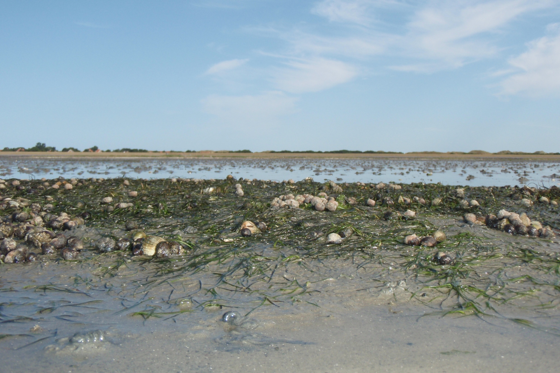 Photo: Waddenunit/Nico Laros