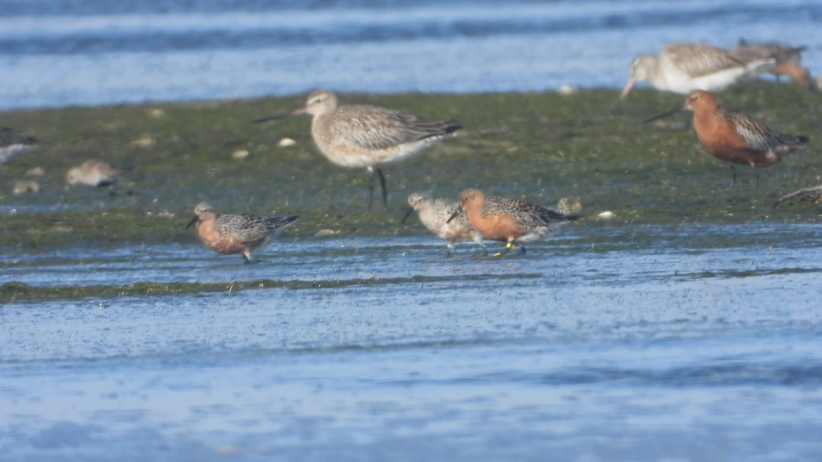 The reddest red knot on the right is named R’gueiba. The reddish color is their summer plumage. Photo Tim Oortwijn