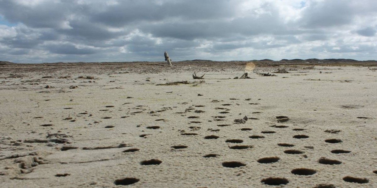 Aanzicht van bemonstering van microbiële matten (strandgaten). Foto: Henk Bolhuis