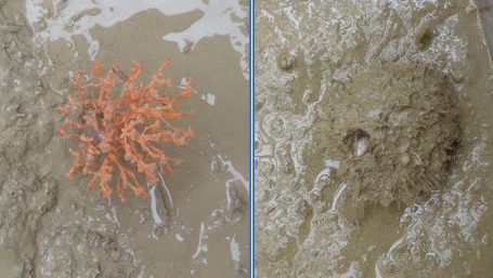 Soft coral Acanella and sponge Pheronema carpenteri with a gastropod found on box core surface. Photo NIOZ