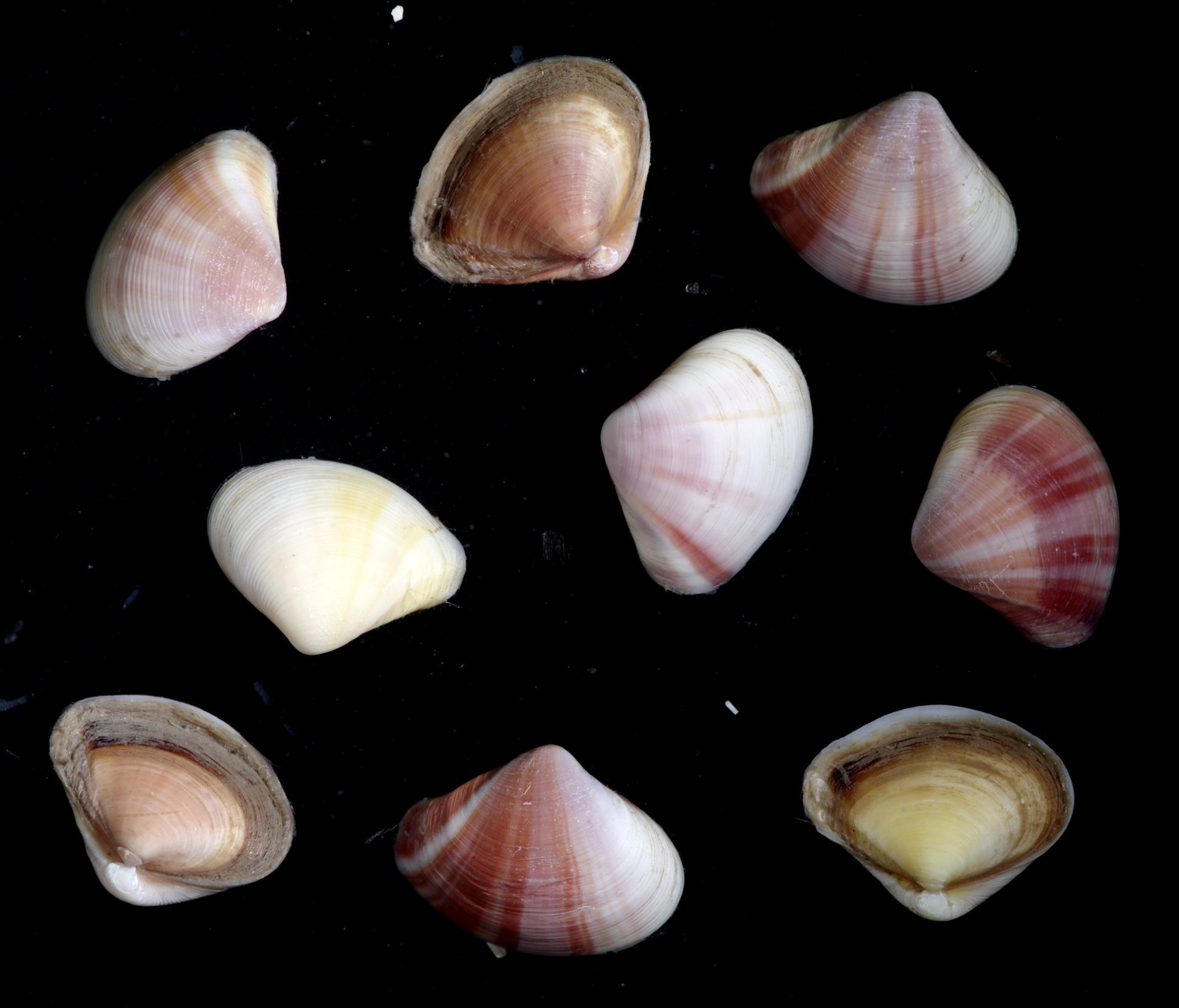 These colourful shells belong to Corbula gibba, a bivalve species that can occur at densities of more than 1000/m2. Photo: Lodewijk van Walraven