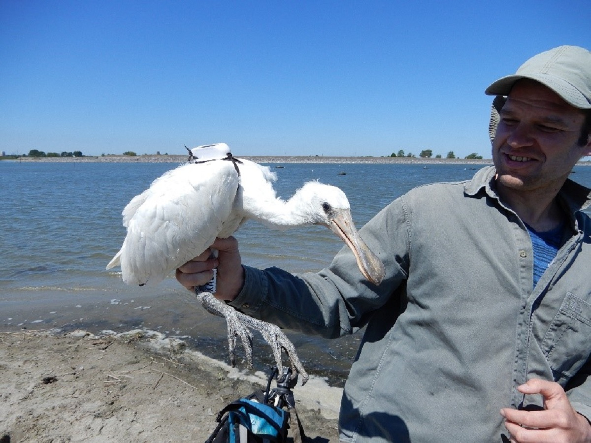 6 June 2021. Spoonbill Roeland (with code NBVX) who just received his transmitter from his namesake.