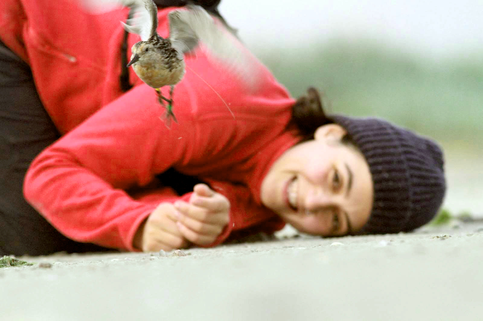 Selin Ersoy releases a red knot after it received a small, temporary tracking device. Foto: Selin Ersoy, NIOZ.