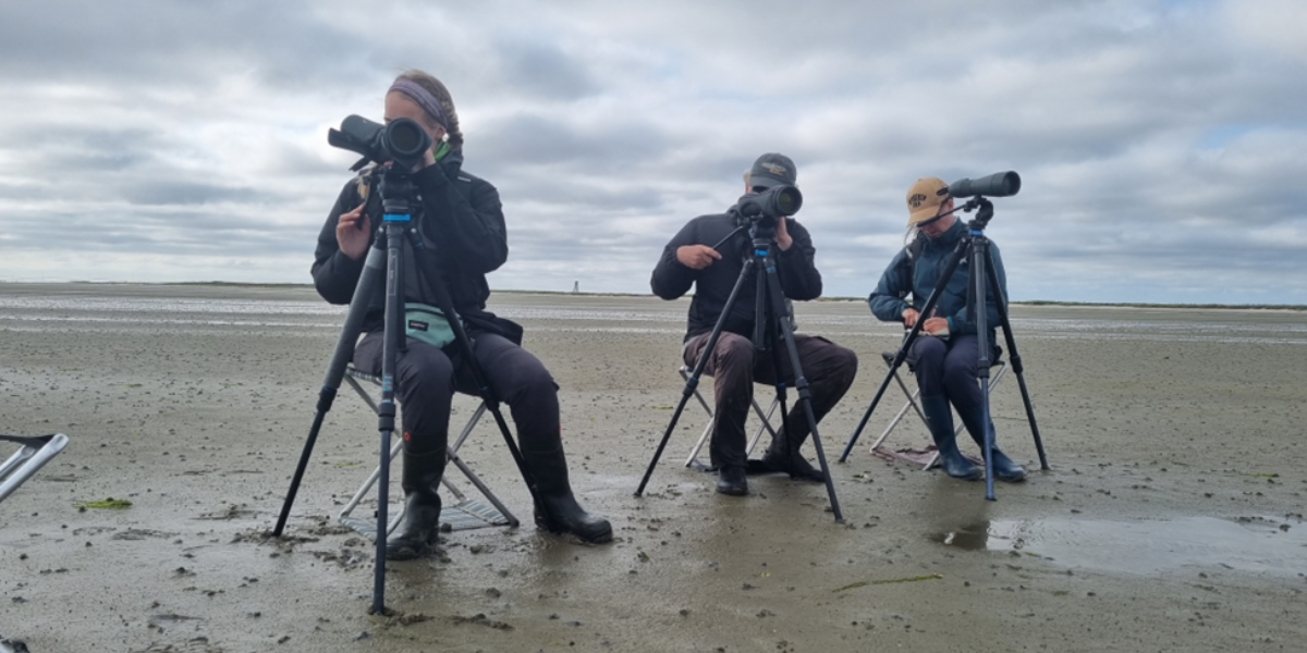 Evy Gobbens, Theunis Piersma en Emma Penning observeren vogels op het wad