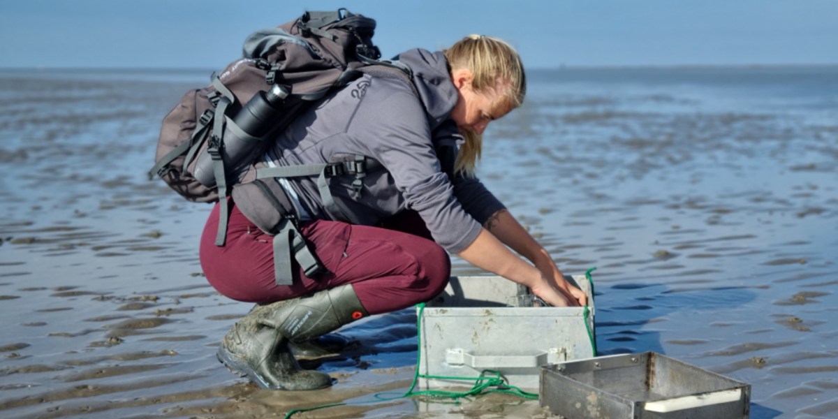 Met een klein schepnetje schept Evy Gobbens alle garnalen uit de bak. (foto: Floris Klein)