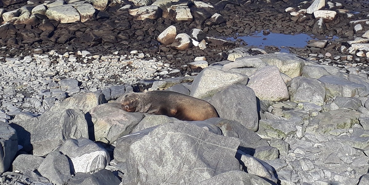 Een zeehond ligt te zonnen op Adelaide eiland.