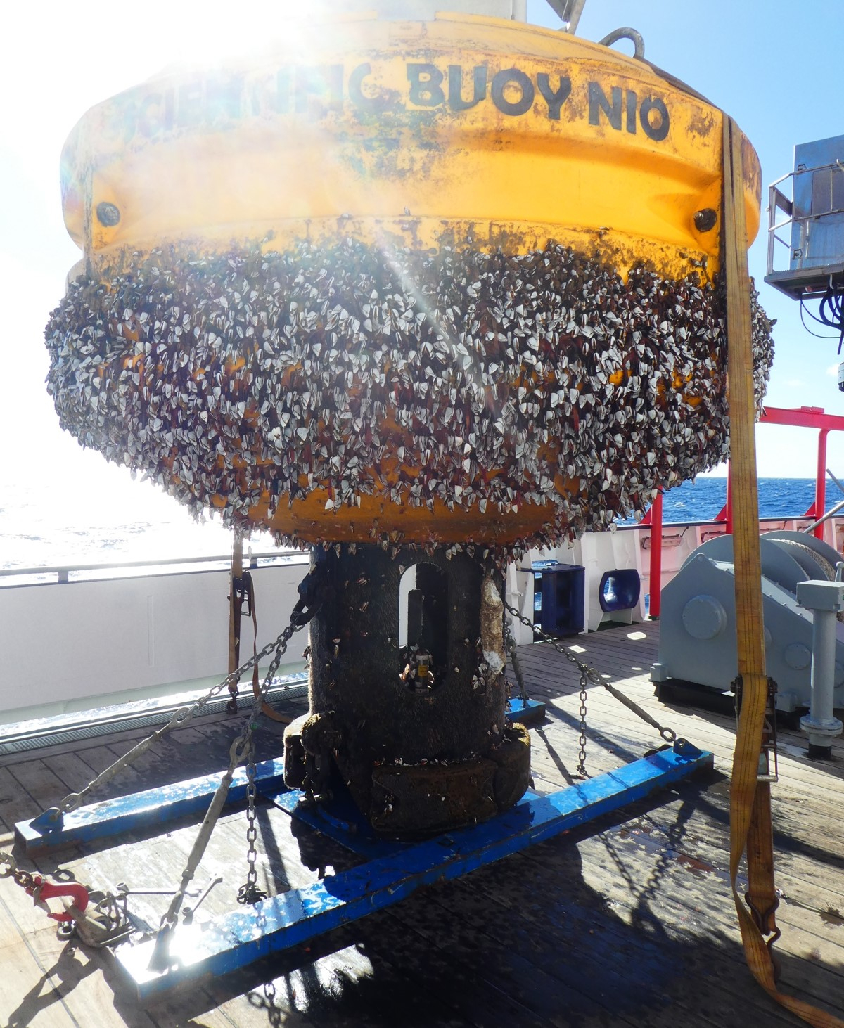 Buoy Carmen with beard