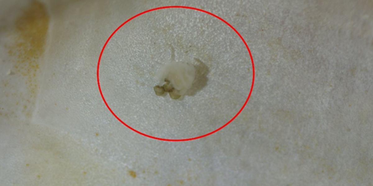 A tiny jellyfish polyp attached to a shell found on the Dogger Bank, North Sea in 2018.