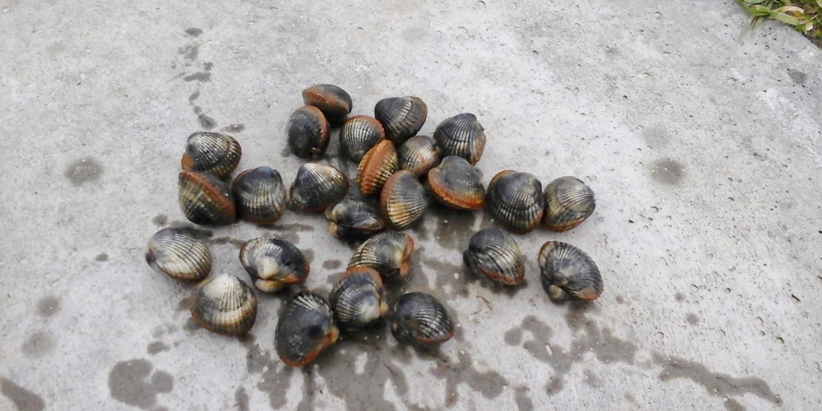 1st year cockles from Polder Wassenaar (© Kiki Dethmers).