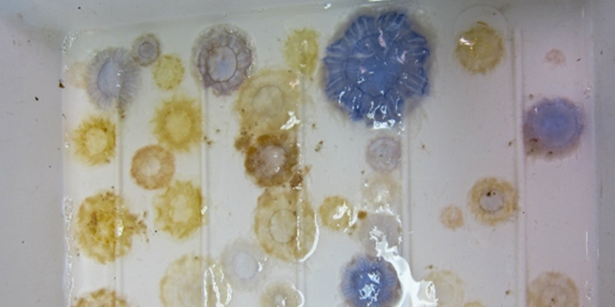 <i>Cyanea lamarckii</i> and <i>Cyanea capillata</i> jellyfish mixture, caught on the North Sea in 2012. Photo: Lodewijk van Walraven