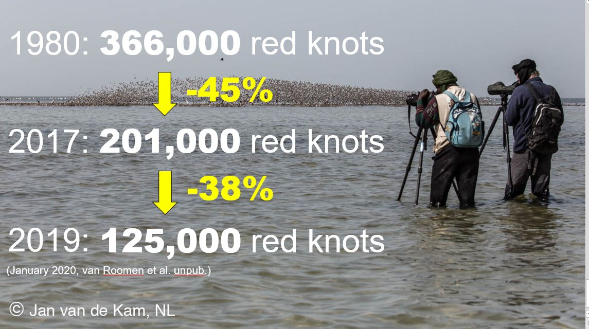 'Yellow Green' is a survivor amongst a rapidly plummeting population of red knots in Mauritania!