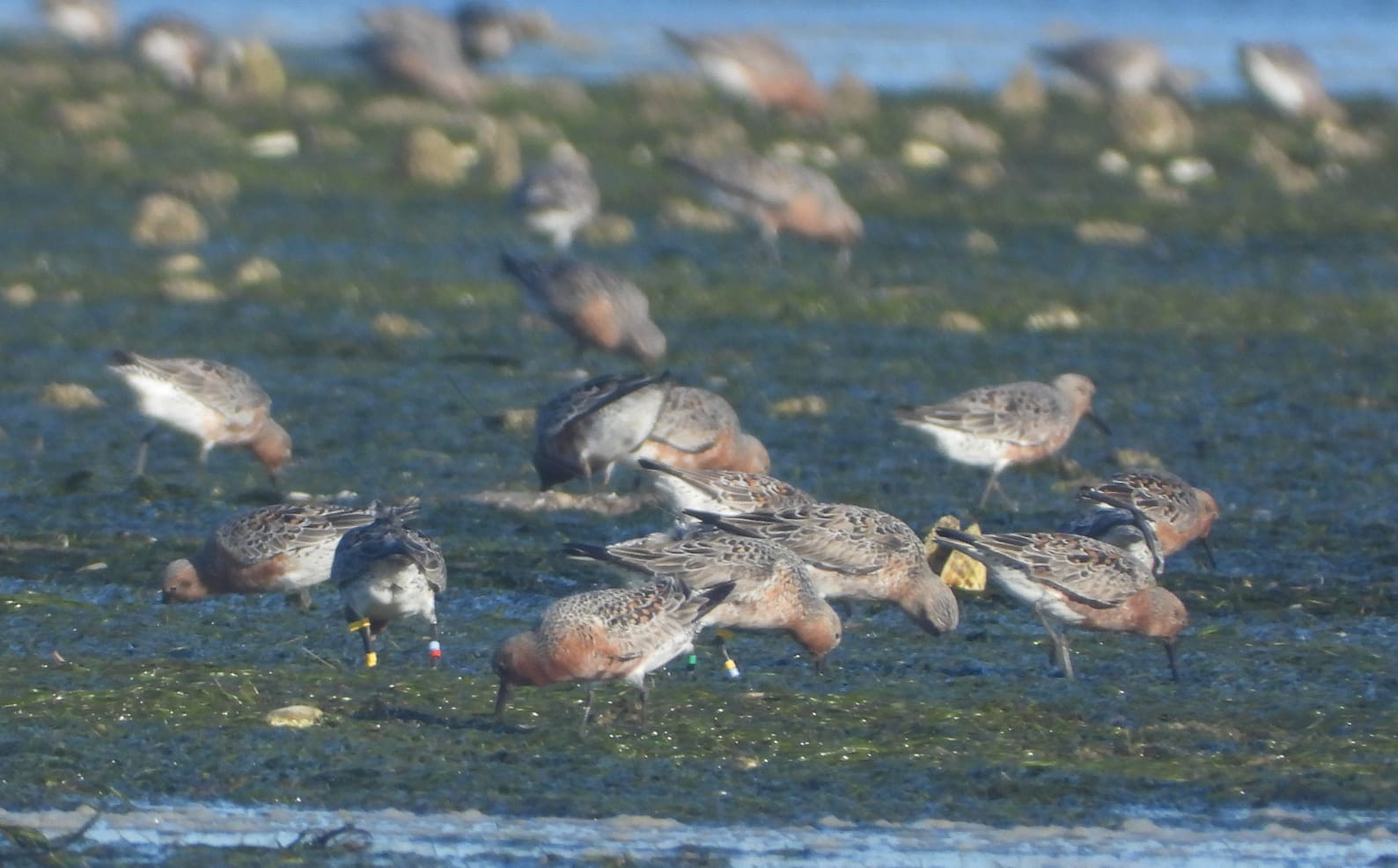 On 24 April Van Gils and his team found back 13 satellite-tagged red knots, with even sometimes two tagged birds in the same view. Here you see Baie de St Jean on the left and Abelgh Eiznaya on the right. Photo: Tim Oortwijn