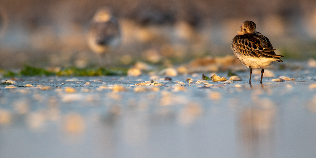 Resting shorebirds on a high-tide refuge on Griend, Jort van Gils/Shutterstock.com