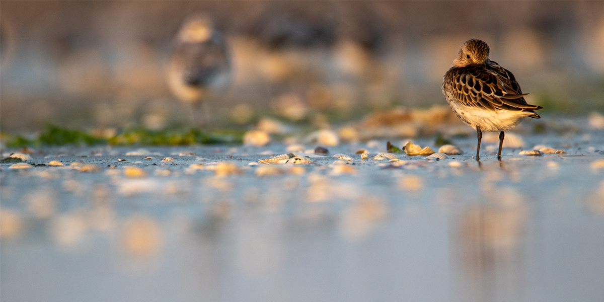 Sea levels and intertidal ecosystems