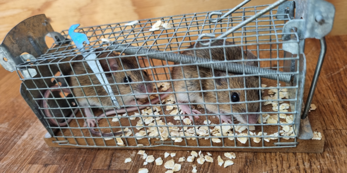 Twee muisjes gevangen in het huisje (foto: Evy Gobbens)