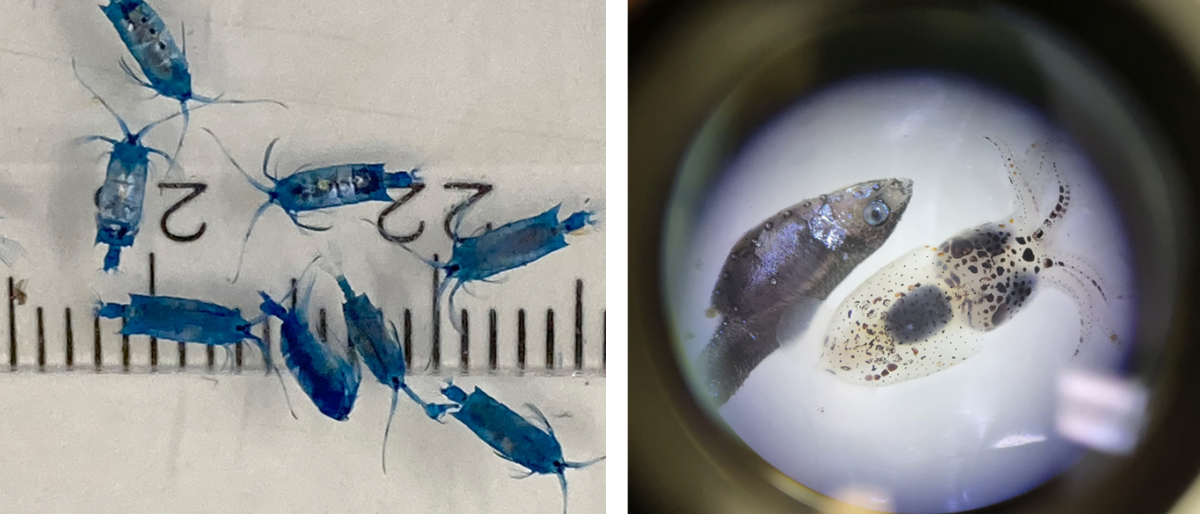 Figure 3 (left): Blue Copepads (Photo: Dr. Erik Zettler). Figure 4 (right): Squid and Lanterfish (photo: Niek Kusters)