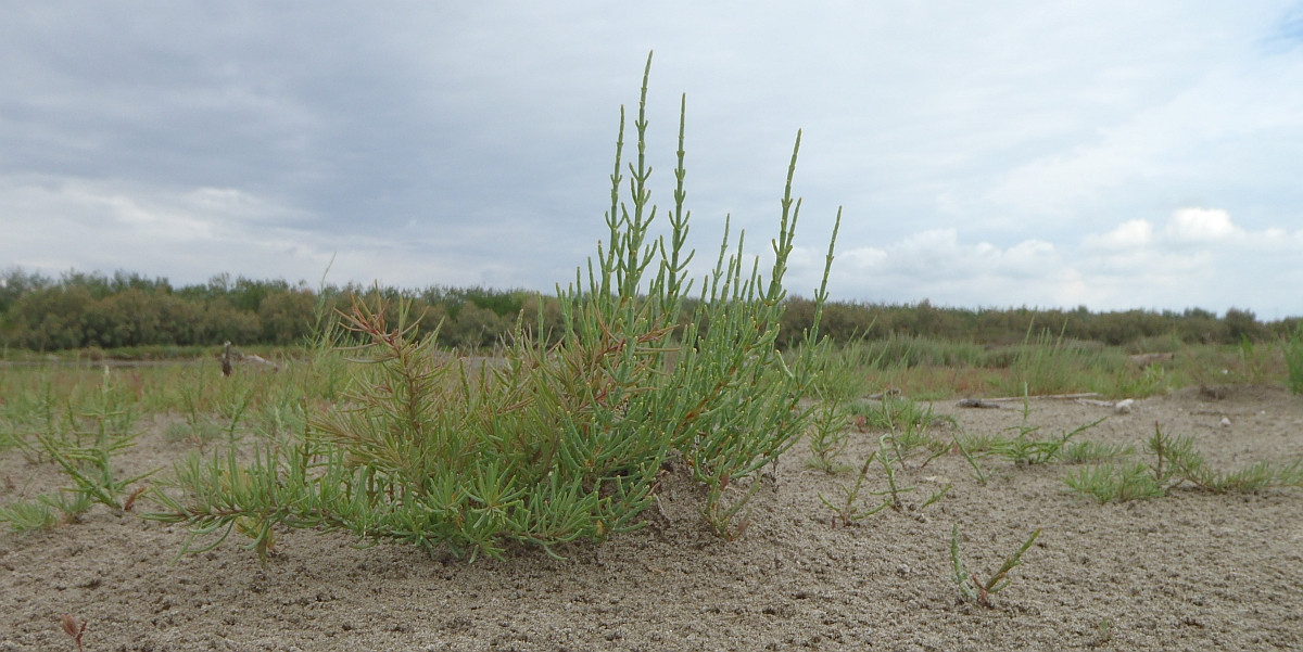 ‘Venetiaans’ Zeekraal (Salicornia veneta) op een schor aan de Adriatische kust. Foto Jim van Belzen.