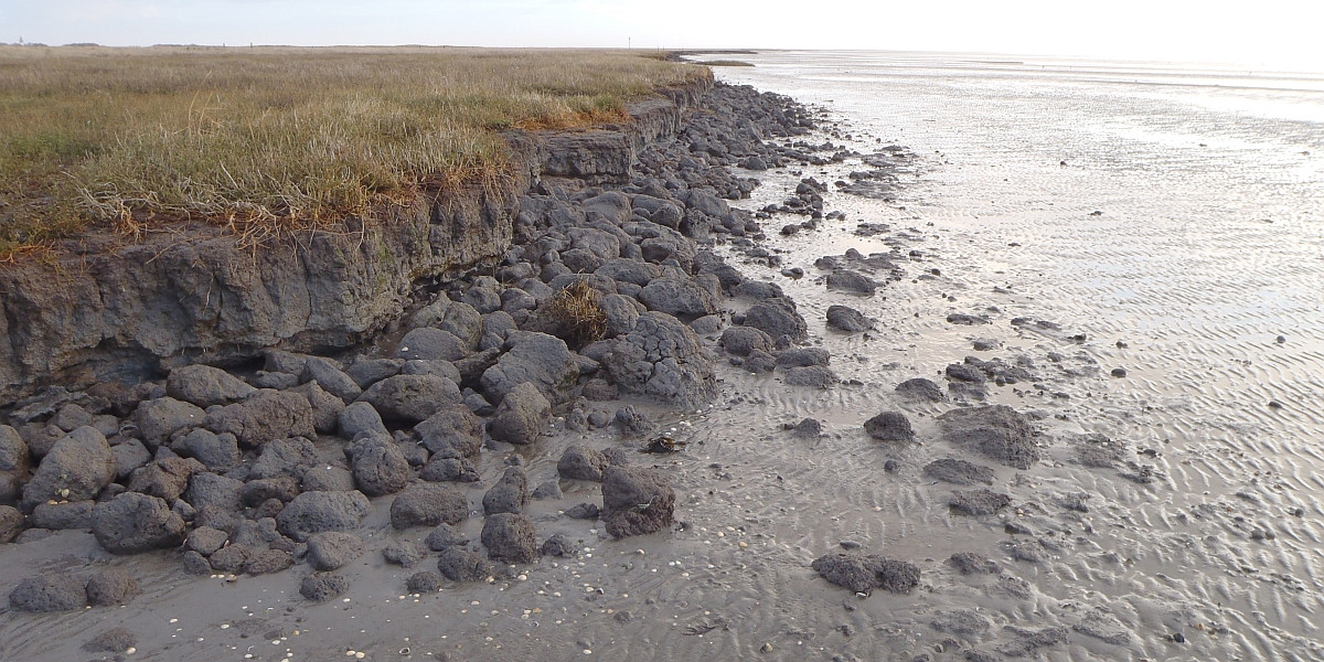 When the pressure on a salt marsh increases too much, it can tip over and get eroded by waves. - Photo: Jim van Belzen
