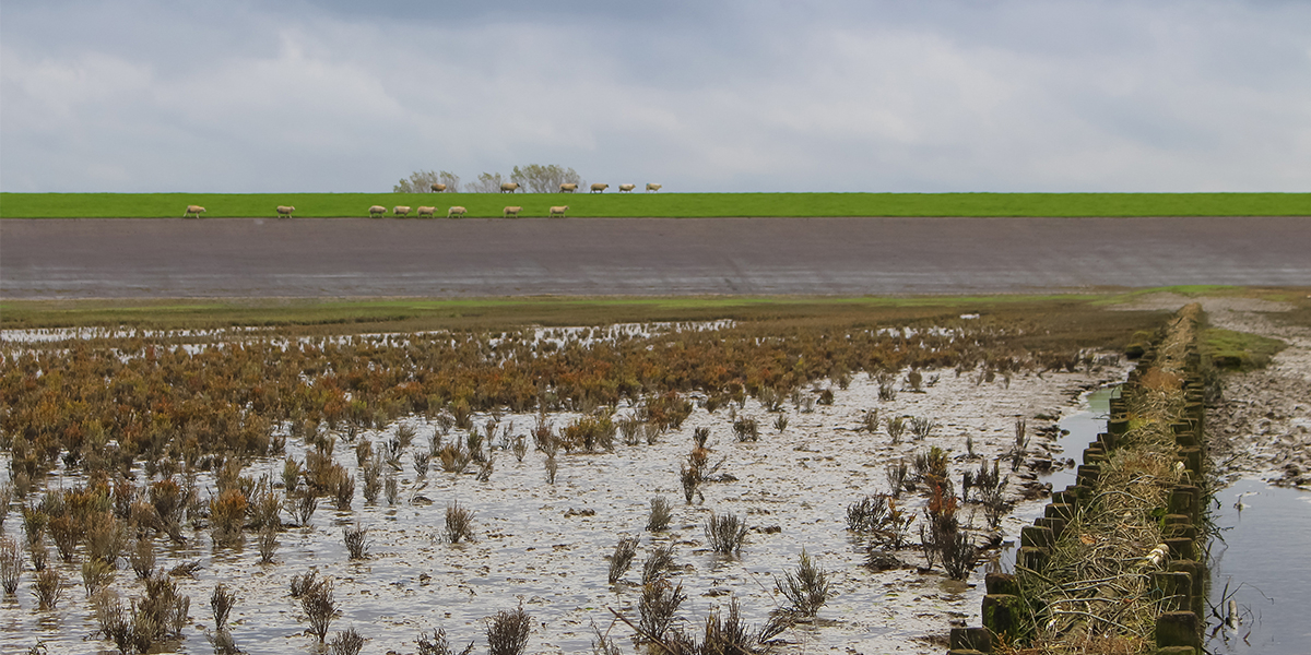  Marshes near the dike at Groningen. Photo: Vincent Vuik