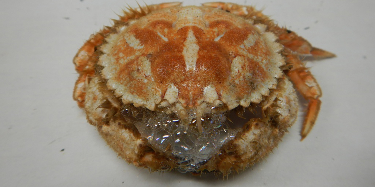 Kleine circelronde krab. Foto: NIOZ