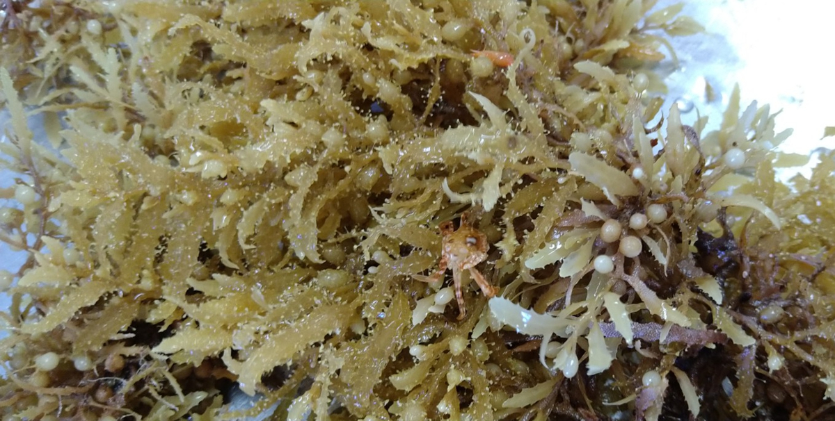 A bunch of Sargassum, which is full of life. It's not the crab's lucky day today...