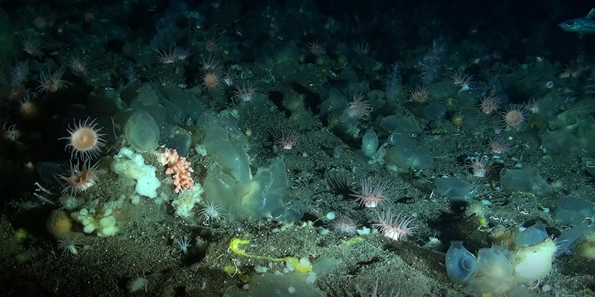 Still from the footage of the deep-sea sponge ground that was collected over a year. Copyright: NIOZ